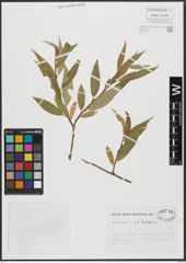 Foto von Salix alba L. x Salix fragilis L.